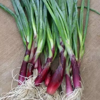 SHALLOTS RED STEM WELSH Spring Onion 100/200 Seeds Warm Climates Ok Nutritional* • $1.85