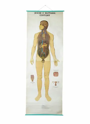 Vintage Endocrine System Medical Educational School Pull Down Wall Chart Anatomy • $175