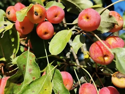 Plum Leaved Crabapple MALUS PRUNIFLORA Edible Fruits Flowering Tree 20+cm • £9.90