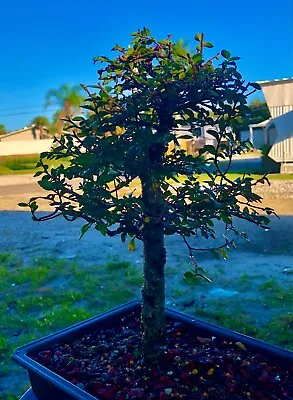 CHINESE ELM  Pre-Bonsai /Bonsai Tree  Cold Hardy / Tiny Leaves 15 Years Old • $349