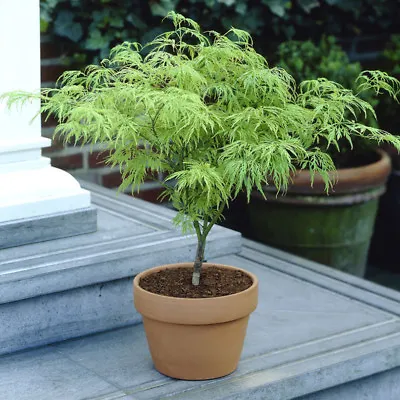 Japanese Acer Palmatum 'Dissectum' In A 3L Pot Green • £26.99