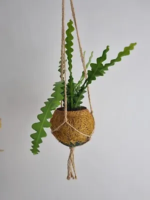 £20.99 • Buy Epiphyllum Anguliger In Kokedama Hanging Pot, Fishbone Cactus Succulent Plants