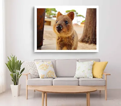 $34.90 • Buy Australian Quokka Print, Quokka Wall Art, Quokka Framed AnimalWall Art, Animal