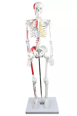 Vision Scientific Half Size Human Skeleton- 33” (84cm) With Muscles • $90.78