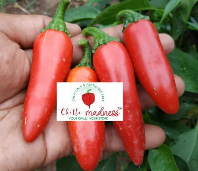 Jalapeno Tormenta Best Tasting Chilli Sustainably Grown In Australia 10 Seeds • £3.09