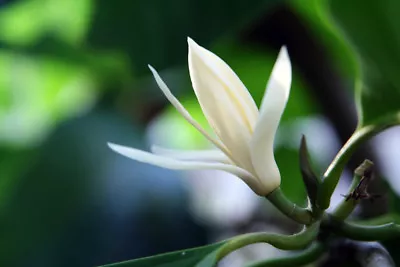 Michelia Alba/Magnolia Champaca Live Plant (White Flowers) • $149.95