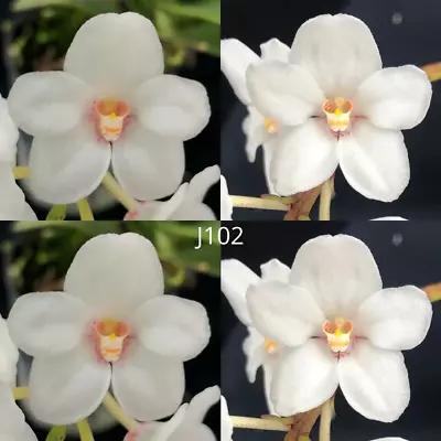 $11.50 • Buy Sarcochilus Orchid Seedling. J102 (Kulnura Snowflake 'Freeby' X Kulnura Snowflak