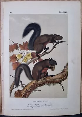 Long Haired Squirrel Audubon Octavo Edition 1850 Hand Colored  Litho J.t.bowen • $109.95