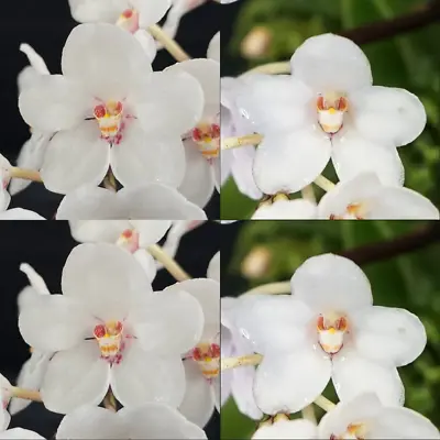 $12 • Buy Sarcochilus Orchid Seedling. J150 (Heidi 'Colosus' X Kulnura Vision '4')