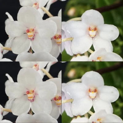 $12 • Buy Sarcochilus Orchid Seedling. J150 (Heidi 'Colosus' X Kulnura Vision '4')