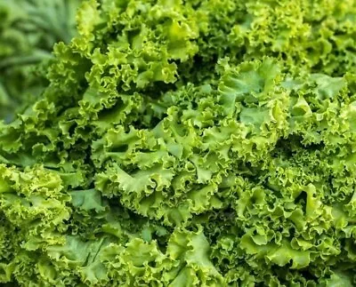Old Fashioned Mustard Seeds 500+ Greens Vegetable Garden NON-GMO FREE SHIPPING • $2.45