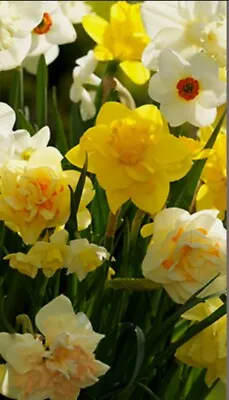 12 Mixed Daffodils  Narcissus  • $11.50