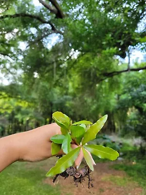 5 Laurel Oak Seedlings Saplings Small Live Plants Trees • $19.99