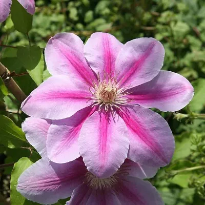 £10.99 • Buy Two Tone Hybrid Clematis * Bees Jubilee * 13cm Pot * Climber * Freepost *