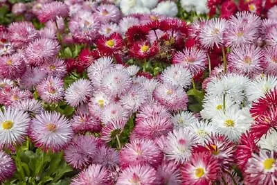 English Daisy Bellis Perennis Monstrosa Double Flowered 1500 Seeds+ FREE LABEL  • £0.99