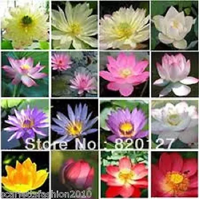 WATER LILY  LOTUS  FLOWER SEEDS PONDS LAKES  Nelumbo Nucifera • £2.77