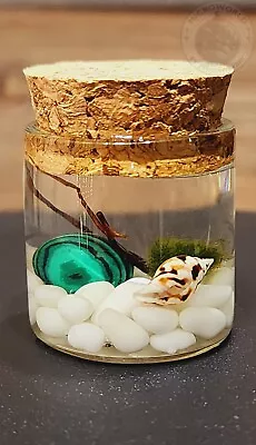 AquaScape Crystal Ball Marimo Moss Terrarium EcosystemEcosphere Desktop DIY  • $9.50