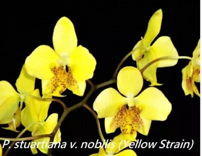 $35 • Buy FPOrchids Species Phal. Stuartiana V. Nobilis (Yellow Strain) - Tubestock