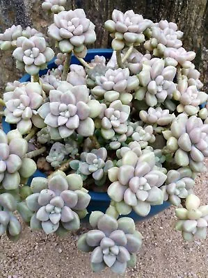 Graptopetalum Mendozae • $17.90