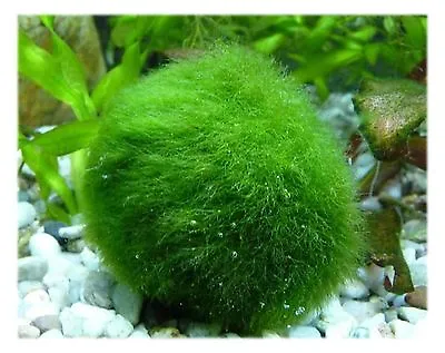 Marimo Moss 5 Balls Size 2cm Great For Tank Fish Or Vase. USA Seller • $39.95