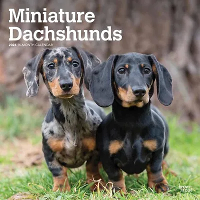 Miniature Dachshunds Calendar 2024 - Dogs - Month To View • £8.48