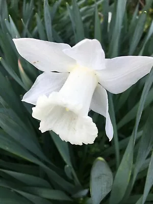 10 Daffodil 'Mount Hood' Bulbs (Narcissus) Free Postage UK • £14.50