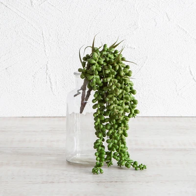 $2.98 • Buy New Habitat Succulent Jelly Bean Sedum Stem