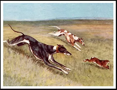 Greyhound Dogs Coursing Vintage Style Dog Art Print Poster • £4.99