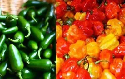 Chilli Pepper Seeds - Scotch Bonnet And Jalapeno Hot Chillis! GROW YOUR OWN • £3.99