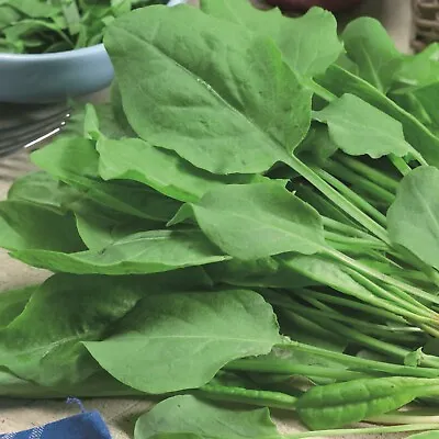 £1.69 • Buy Genuine Indian Bangladeshi Seeds Tangy Spinach, Khatta Palong, Chukai চুকাই শাক 