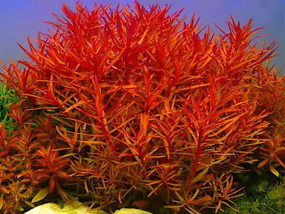 £5.99 • Buy RED NESAEA Crassicaulis BUNCHED Live Aquarium Tropical Aquatic Plants - RARE