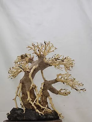 Natural Bonsai Driftwood Aquarium Tree • $55