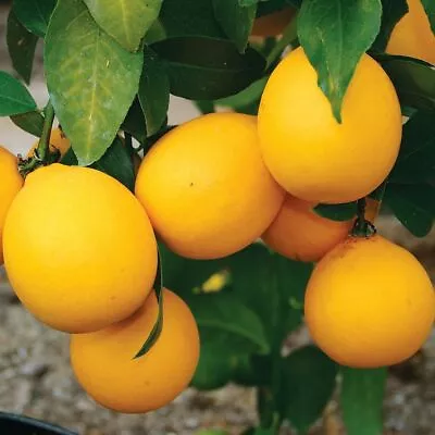 Improved Meyer Lemon Tree - Semi-Dwarf - 18-36  Tall Live Citrus Plant - Potted • $99.95