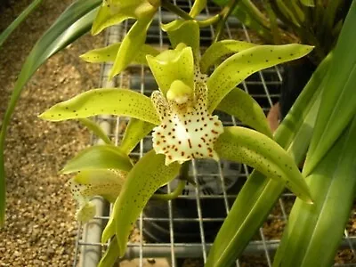 $75 • Buy OoN Cymbidium Orchid Rosefieldense (hookerianum X Tracyanum) (A) 180mm Pots