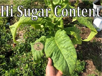 Virginia Bright Leaf 1000 Sweet Tobacco Seeds - High Sugar Content + FREE SEEDS! • $3.50