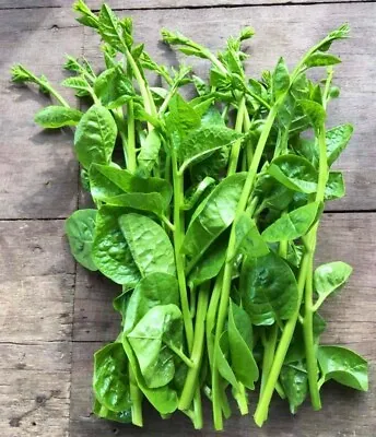 Green Stem Malabar Spinach (Bachali) HEIRLOOM 30+ Seeds 100% Organic Non GMO USA • $4.59