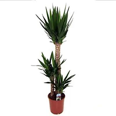 You Garden - Yucca Elephantipes House Plant With 3 Stems 1.2m Tall In 24cm Pot • £49.99