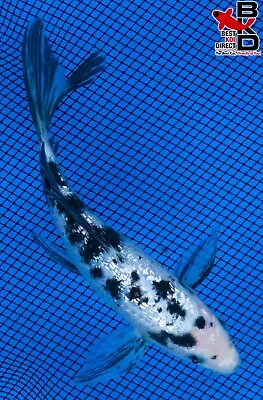 6  BUTTERFLY GINRIN SHIRO BEKKO Live Koi Fish Garden Pond 4/20 • $25.99