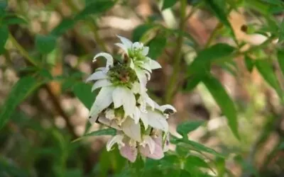  White Horse Mint *  20+ Seeds * Rare *  Herb * Medicinal * Aroma * • $0.99