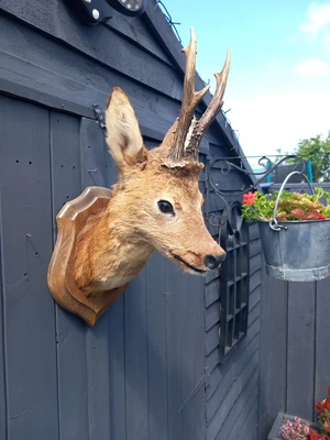 £165 • Buy Taxidermy Roe Deer Head Mount With Antlers 