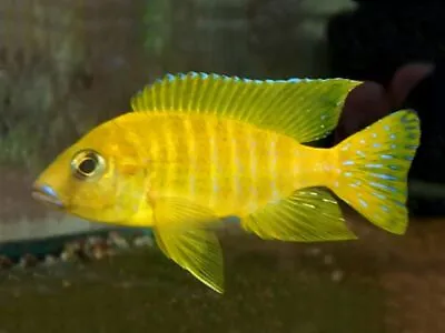 Juvenile Aulonocara Maleri   Peacock   ** Malawi Cichlid • £8.49