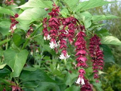 Exotic Himalayan Honeysuckle (leycesteria) Seed  (wildlife Friendly) Free P&p • £4.25