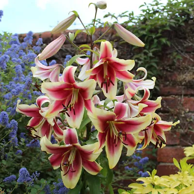 Skyscraper Lily 'Matisse' 5 Bulbs Size 14/16 • £10.99