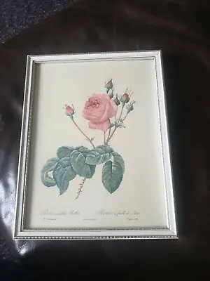 Old Vintage Print 1956 Roses Flowers Rosa Centifolia Bullata Pink Green 20th • $16.18