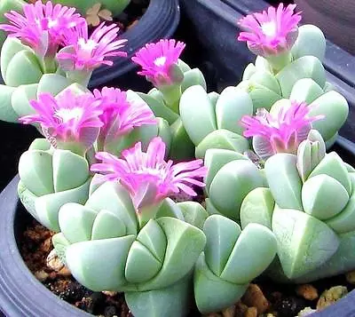 Gibbaeum Petrense Exotic Succulent Rare Ice Living Rocks Mesembs Seed  15 SEEDS • $8.99