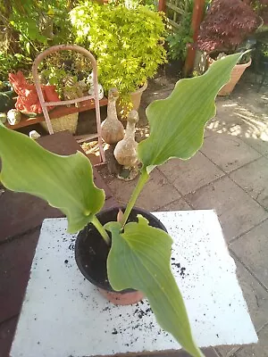 £3.50 • Buy Hosta Joy Ride