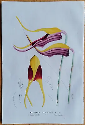 Van Houtte Flore De Serres Original Print Orchid Masdevallia Elephanticep - 1850 • $20