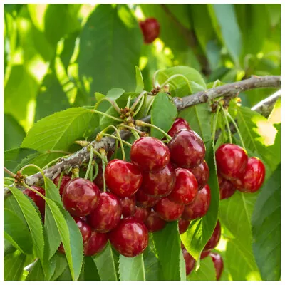 Stella Cherry Tree 4-5ft Self-Fertile & Ready To Fruit.Dark RedVery Tasty • £24.99