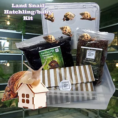 £12.99 • Buy 3L Land Snail Starter Kit, Great Budget Kit For Raising Hatchlings & Baby Snails