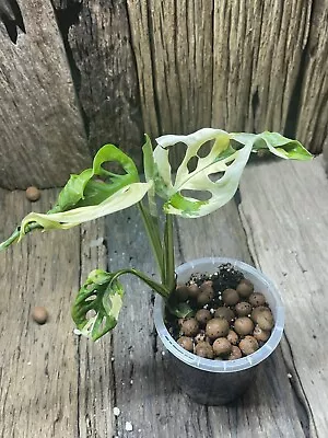 Premium Monstera Adansonii  Japanese Tri Colour Est Plant Highly Variegated • $36.95